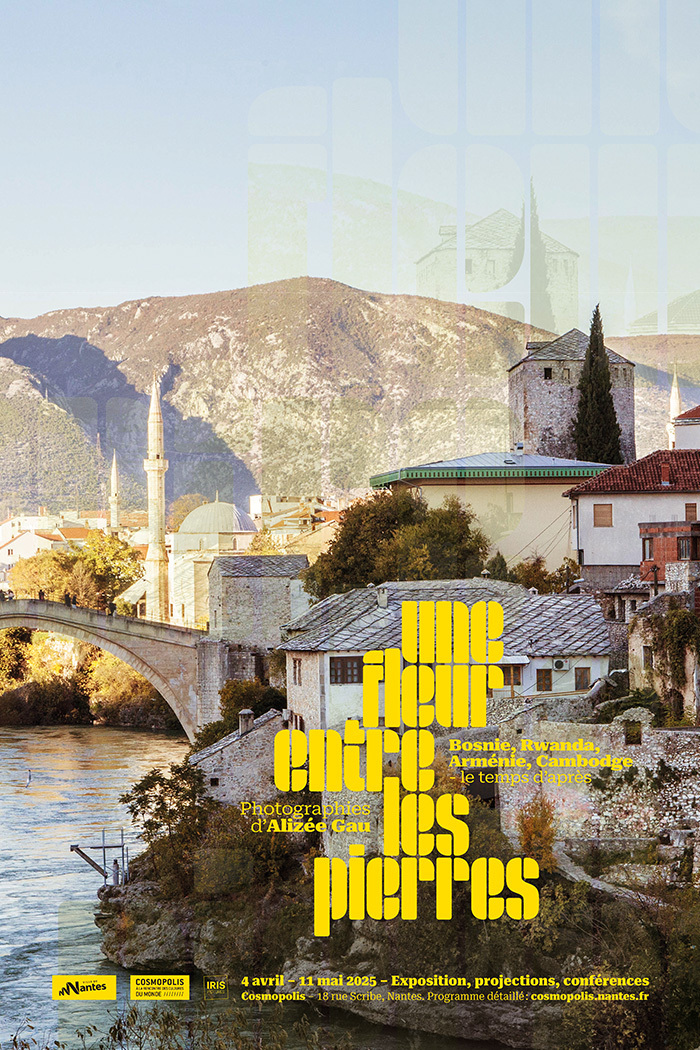 Une fleur entre les pierres