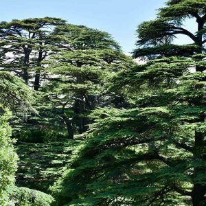 Cimetière Parc : un cimetière dans la nature